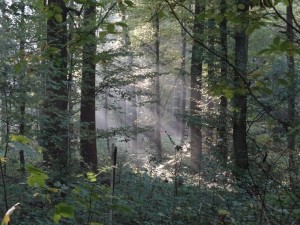Licht und Wald