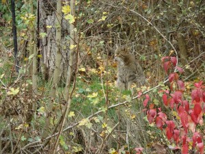die Wildkatze ist recht häufig im Steigerwald - sie fühlt sich wohl, auch ohne Nationalparkstatus